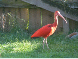 Scarlet Ibis